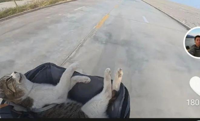 然离世全网泪崩！一场互联网童话……不朽情缘游戏网站“百万粉”流浪猫突(图1)