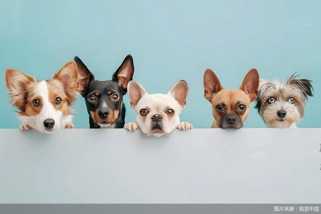 店近半 宠物鲜食的风口迷局不朽情缘平台推